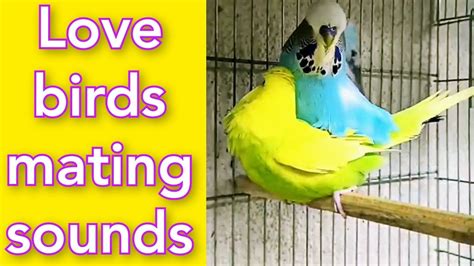 Love Birds Sounds Parakeets Sounds Budgies Sounds Love Birds Mating Sounds Budgies