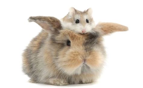 Rabbit Or Hamster Which Is A Good Pet For You Pet Master Singapore