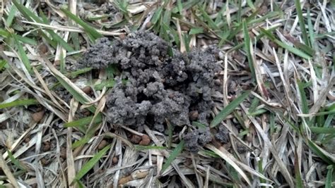 Weird Soil Mounds In Grasspics Lawnsite™ Is The Largest And Most