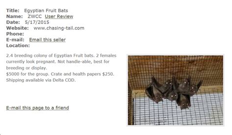 Buy or sell new and used items easily on facebook marketplace, locally or from businesses. fruit bat | Pet Bats For Sale