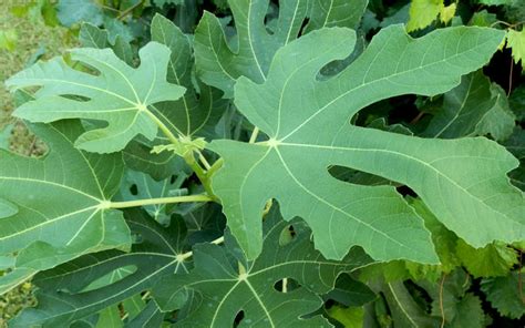 Buy Brown Turkey Fig Tree For Sale Online From Wilson Bros