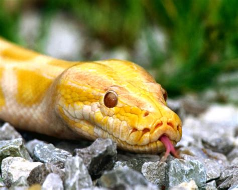 Amaizing Animal Facts Burmese Python Snakes Pictures