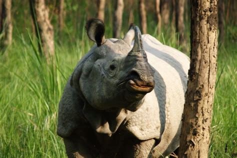 Behind Rising Rhino Numbers In Nepal A Complex Human Story