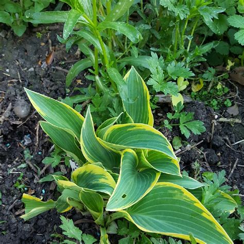 Hosta First Frost Plantain Lily First Frost In Gardentags Plant