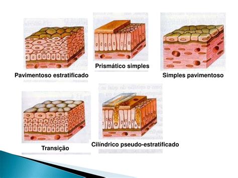 Ppt Histologia Humana Powerpoint Presentation Free Download Id5042443