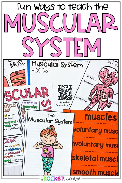 Activities For Teaching The Muscular System The Rocket Resource