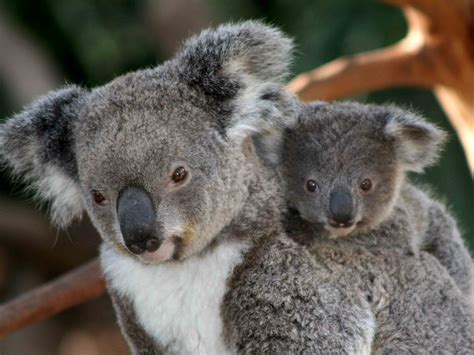 Koala Wikipedia