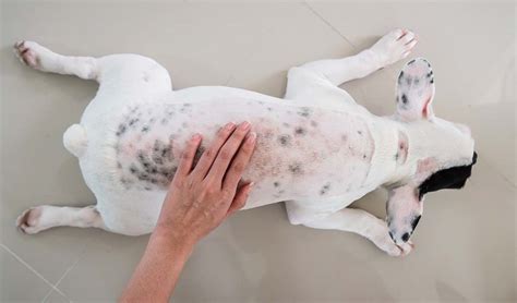 What Causes Dark Spots On Dogs Skin