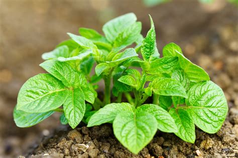 Das fragen sich vor allem gartenneulinge. Kartoffeln pflanzen » Wann ist der beste Zeitpunkt?
