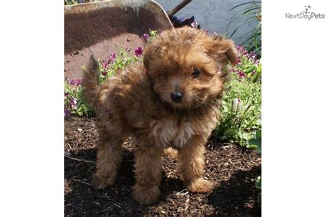 Meet Danny A Cute Poma Poo Pomapoo Puppy For Sale For 195 Danny