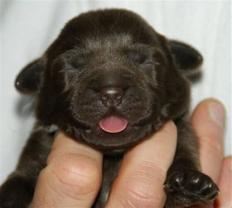 Just Born Newborn Black Lab Puppies Pupies Info