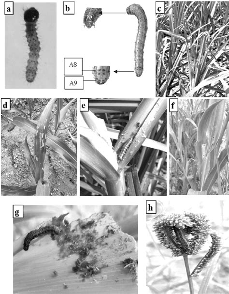 Identification Of Fall Armyworm Based On Morphological Characters And
