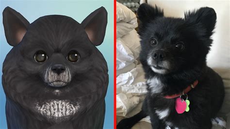Sims 4 Cats And Dogs Elder Hair Recolor Jafcal
