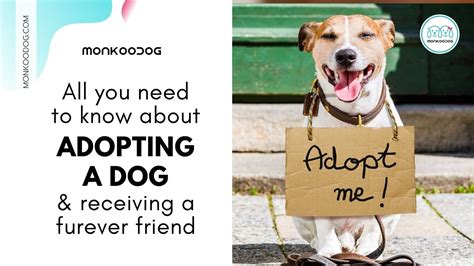 Know About Adopting A Dog And Receiving A Forever Friend
