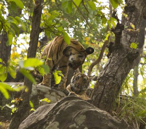 Wildlife Wander Bandhavgarh Tiger Reserve Benevolent Tiger Gods