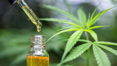 what is cbd characteristics properties and uses the cbd daily
