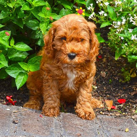 Find the next member of your family. Labradoodle Puppies for Sale | Barksdale Labradoodles