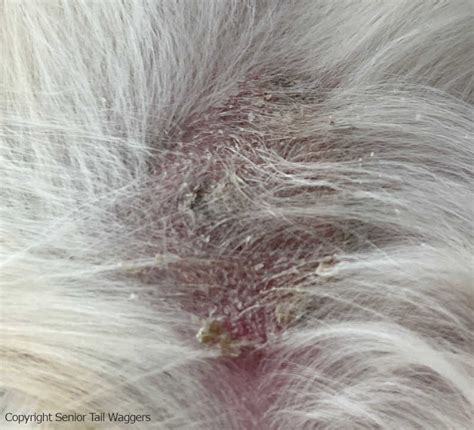 Scabs On Dogs Head Or Neck Top Reasons With Pictures