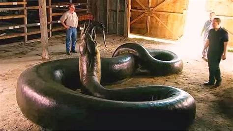 Holy Shitcheck Out Titanoboa Monster Snakethe Largest Snake