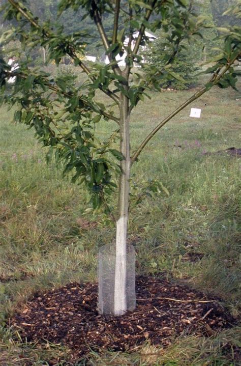 Foodtipskosice Id6898850725 Tillingagardentips Trees To Plant