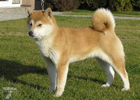 Descubrelo Todo Sobre El Hokkaido Inu Una Preciosa Raza Nipona