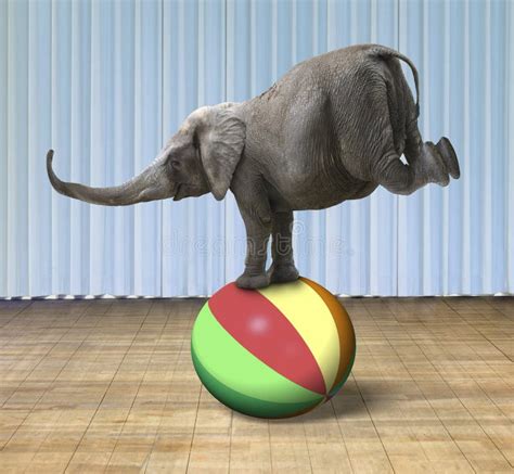 Elephant Balancing On A Colorful Ball Stock Photo Image 55551908