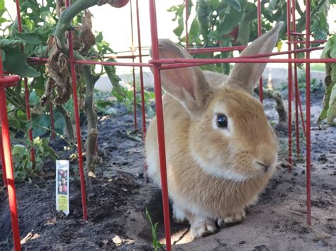 Check spelling or type a new query. New Zealand rabbit Rabbits For Sale | Hyrum, UT #310015