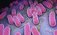 Description of Salmonella Enteritidis - Health n Well.com