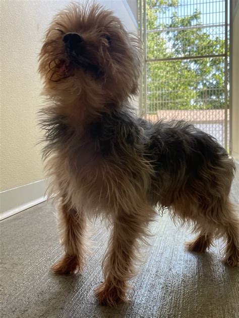 Dog for Adoption - Bohde, a Yorkshire Terrier Yorkie in Linganore, MD