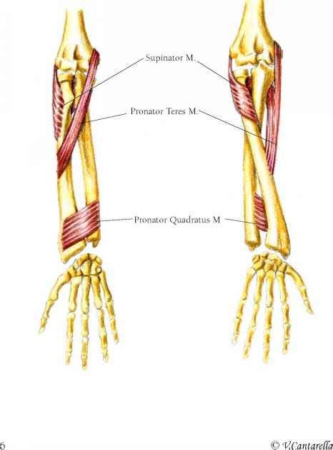 Supinator The Supinator Muscle Nasm Pinterest Muscles And Scapula