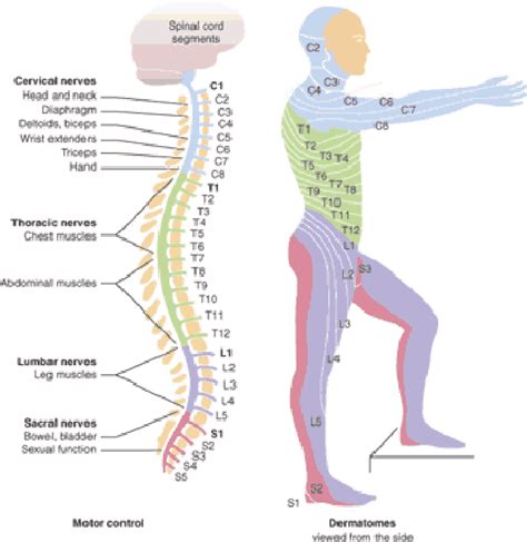Regions Of The Spinal Column Spinal Research Org Download Scientific Diagram