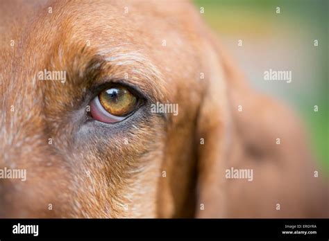 Basset Hound Eye Stock Photo Alamy