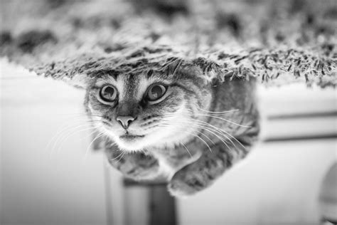 Best Photos Of 2013 Cats 500px