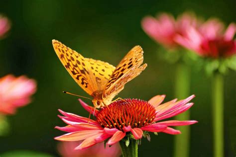 Butterfly bush is a shrub that comes in pink, purple or white and blooms from summer to fall and can grow up to 15 feet tall and 10 feet wide.buy here. WSHG.NET | Gardening to Attract Hummingbirds and ...