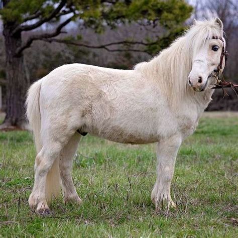 Absolutely Gorgeous Palomino Paint Gentle And Safe Trail And Driving Pony