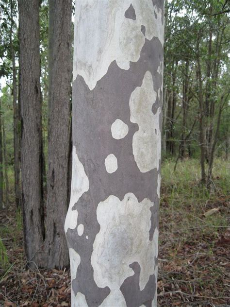 Corymbia Maculata Bark Australian Native Plants Tree Painting