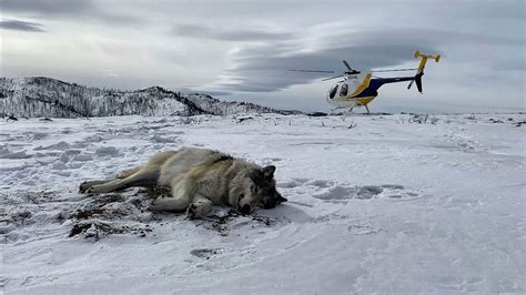 Colorados Gray Wolf Reintroduction Plan Sparks Political Divide Mynews