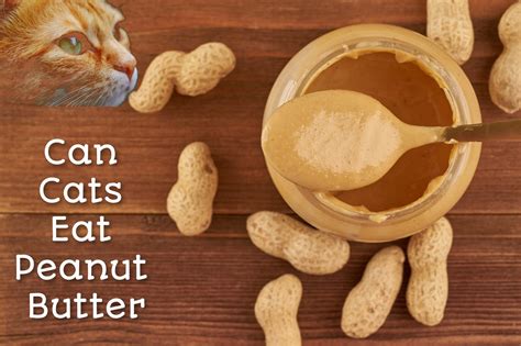 Can Cats Eat Peanut Butter Facts Proudcatowners