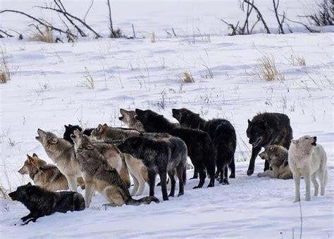 Welcome You Wolf Pack Howling Via