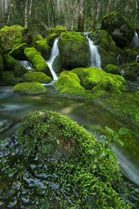 Moss ~ Nature Photography Scenery Beautiful Nature