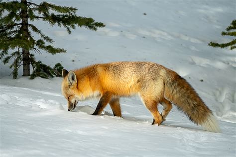 American Red Fox Vulpes Vulpes Fulvus