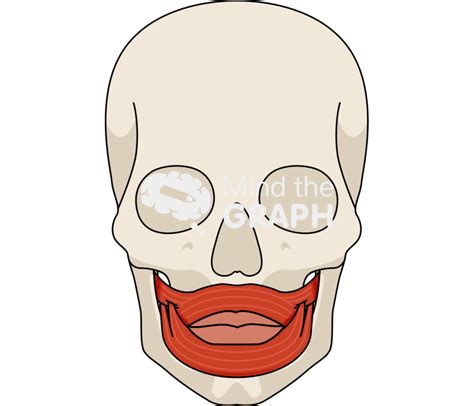Face Human Cranium Muscles Mouth