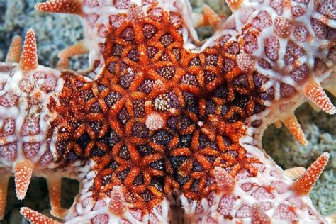 7 Interesting Facts About Starfish You May Not Know Starnews