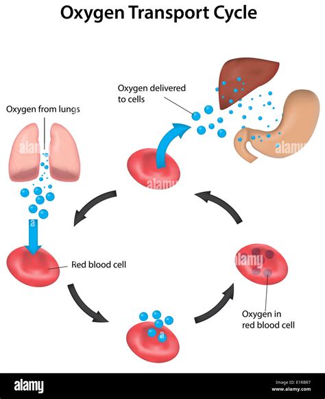 Ciclo De Transporte De Oxígeno Desde Los Pulmones A Los órganos