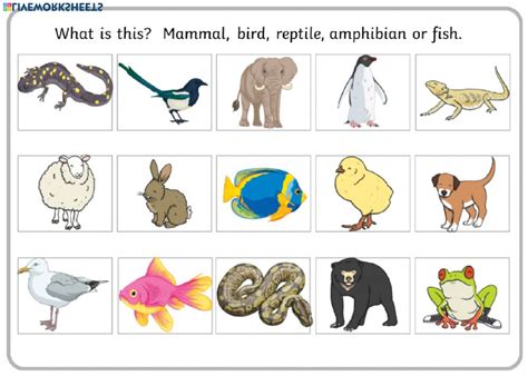 Animals Classification worksheet