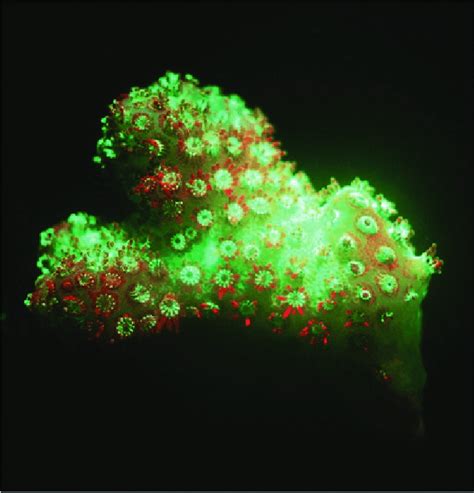 Reef Coral Fluorescence Photo Credit G Ampie Download Scientific