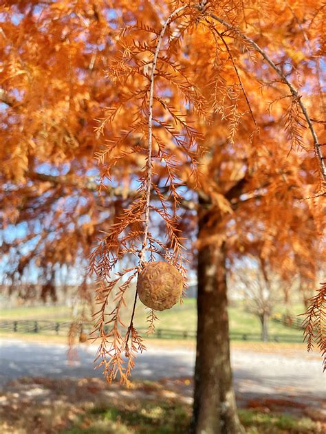 I Met The Most Gorgeous Bald Cypress Grace Grits And Gardening