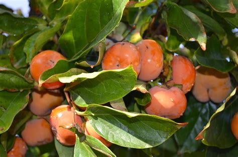 Older leaves drop eventually inside the tree so there is very little to clean up. A Passion for Flowers: Persimmon - A Divine Fruit