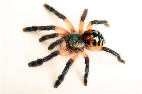 Typhochlaena seladonia brazilian jewel these pictures of this page are about:brazilian jewel tarantula. INS006-00388 - Joel Sartore