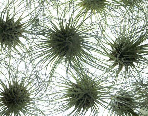 Examples of animals that live in the chaparral biome include organisms that live in the freshwater biome differ from their saltwater counterparts. Live Lamp: Tillandsia Air Plant Globe | Colossal